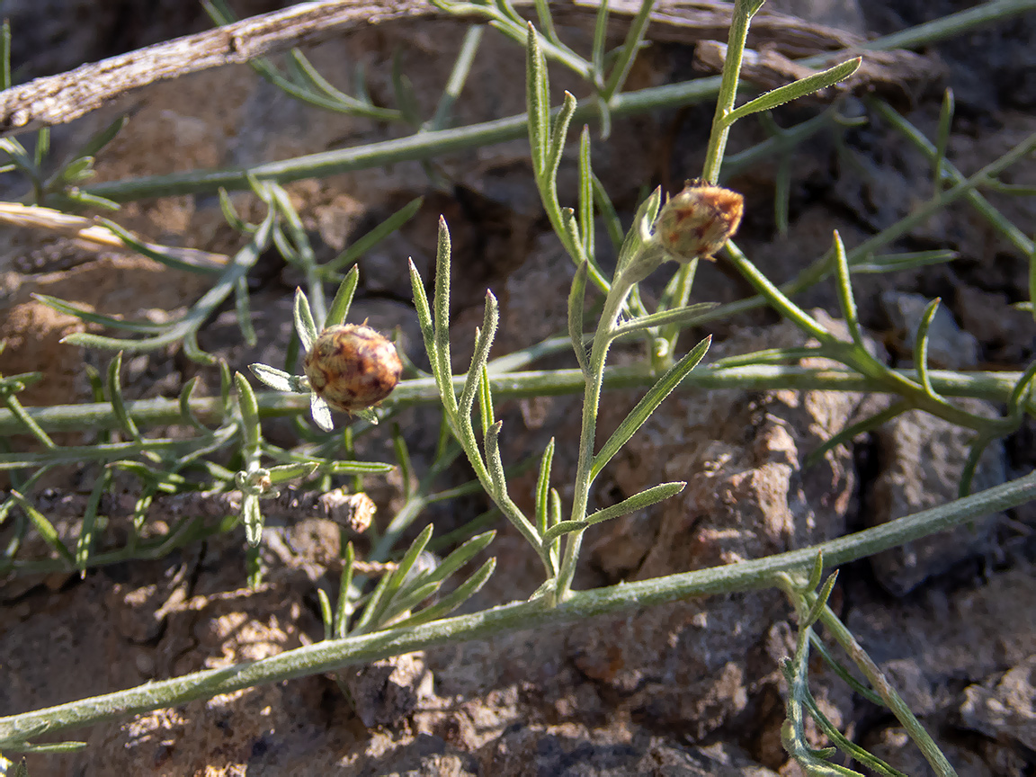 Image of Centaurea caprina specimen.