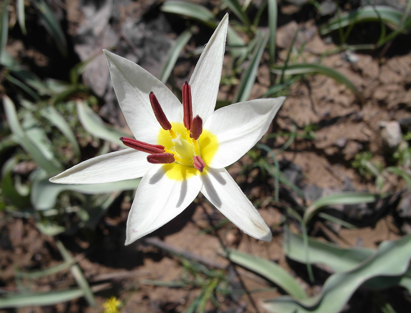 Image of Tulipa bifloriformis specimen.