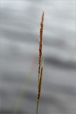 Carex lasiocarpa