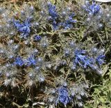 View full-size image Cardopatium corymbosum