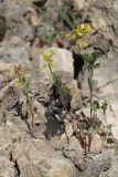 View full-size image Trigonella strangulata