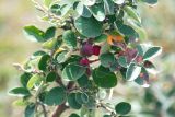 Смотреть изображение Cotoneaster integerrimus