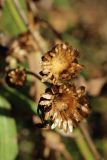 View full-size image Centaurea jacea