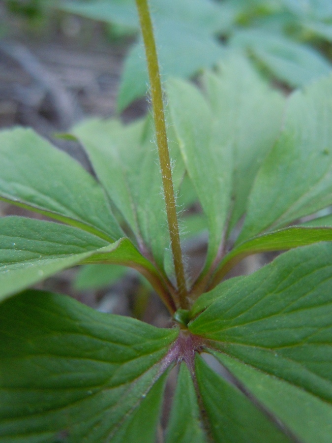 Image of Anemone ranunculoides specimen.