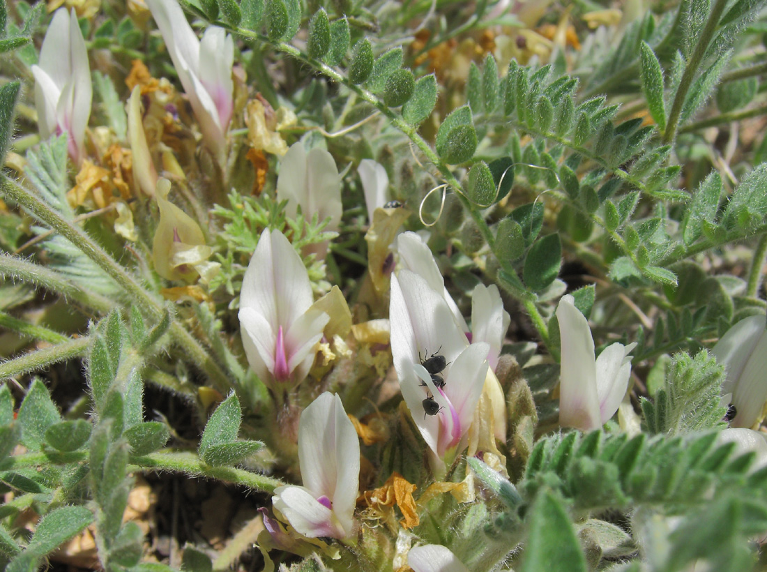 Изображение особи Astragalus testiculatus.