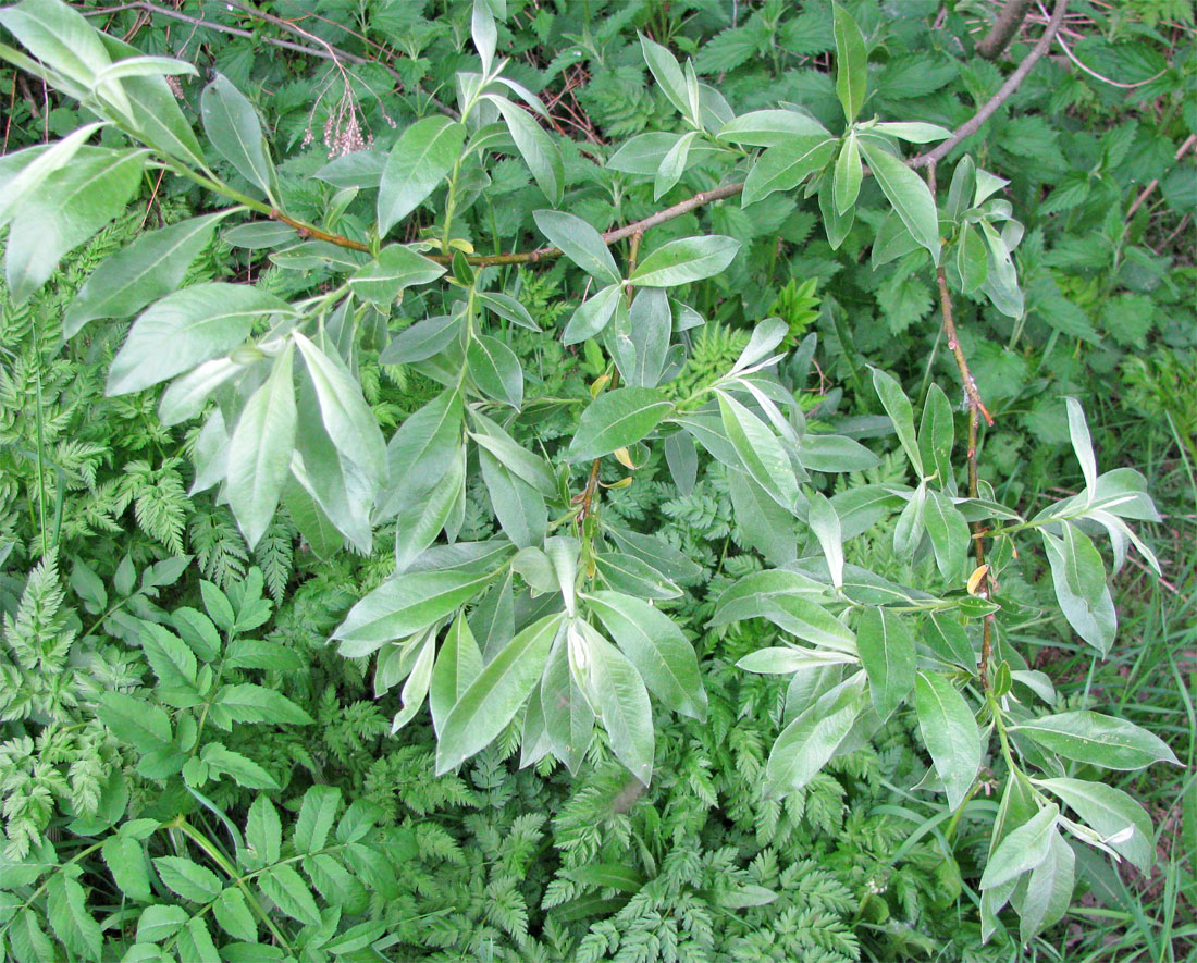 Image of Salix × smithiana specimen.