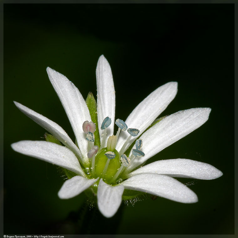 Изображение особи Myosoton aquaticum.