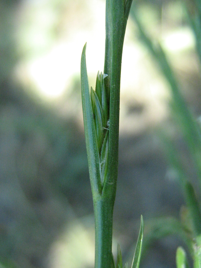 Image of Lolium remotum specimen.