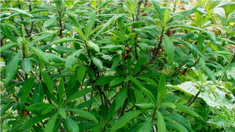 Image of Daphne mezereum specimen.