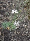 Dianthus borussicus