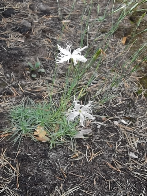 Image of Dianthus borussicus specimen.