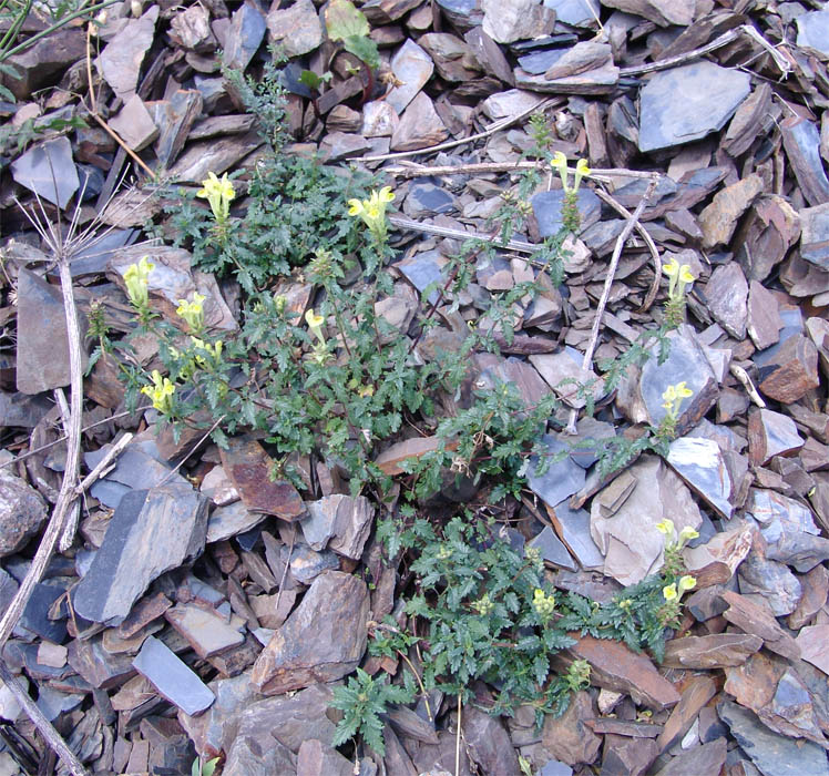 Image of Scutellaria raddeana specimen.