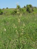 Смотреть изображение Silene chersonensis