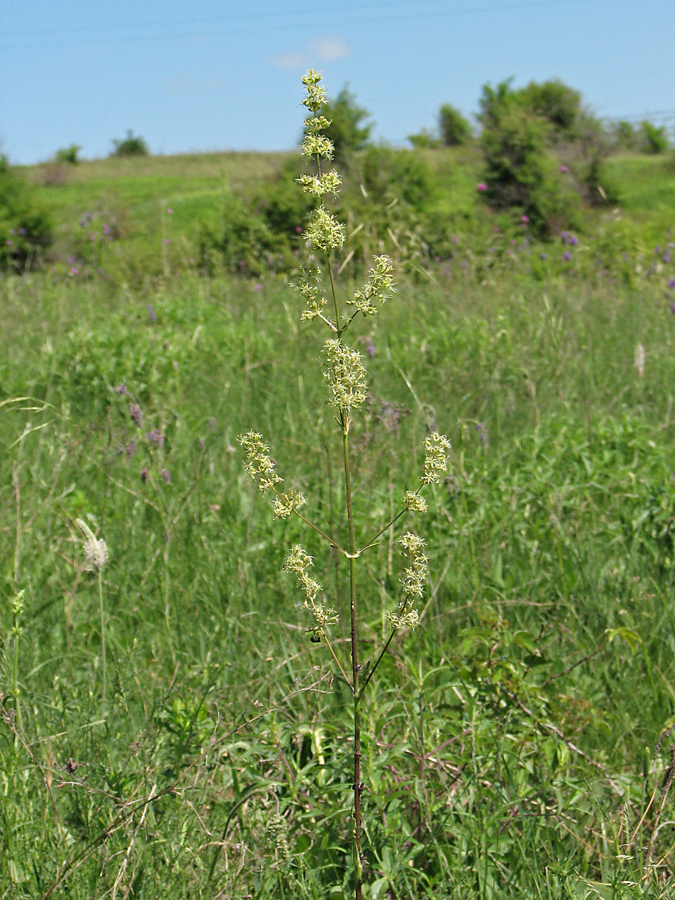 Изображение особи Silene chersonensis.