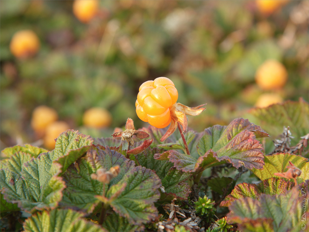 Изображение особи Rubus chamaemorus.