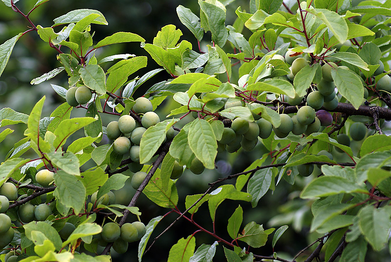 Image of Prunus spinosa specimen.