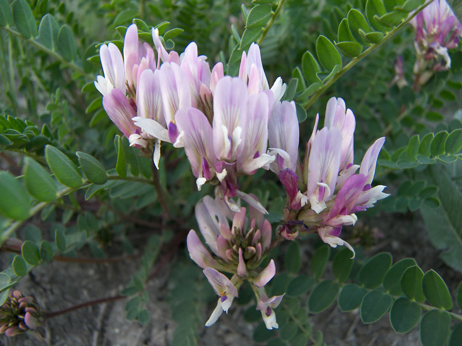 Image of Astragalus demetrii specimen.