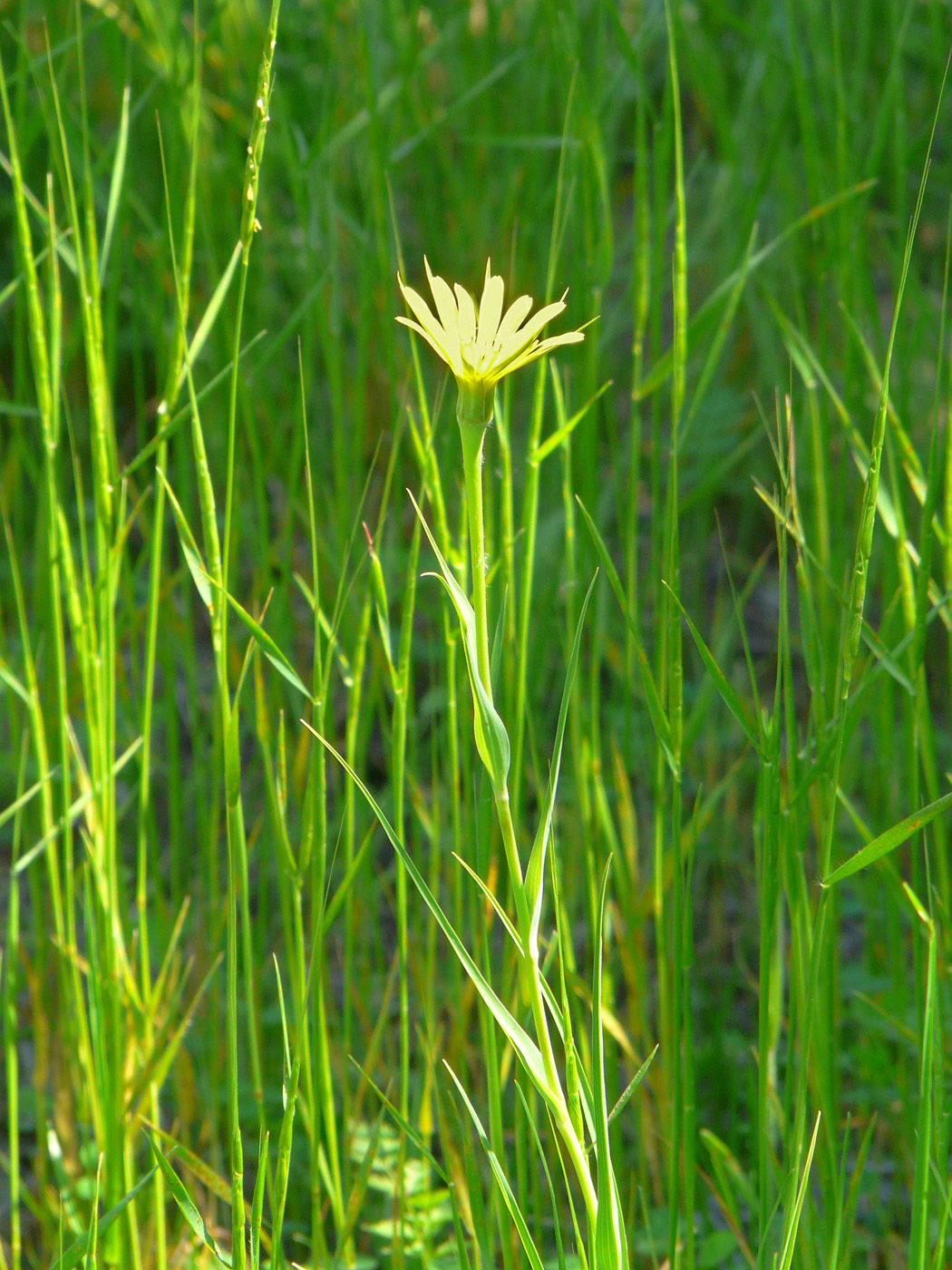 Image of Tragopogon dubius ssp. major specimen.