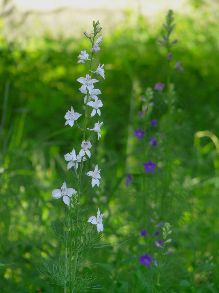 Image of Delphinium ajacis specimen.