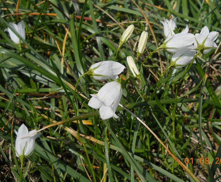 Изображение особи Campanula polymorpha.