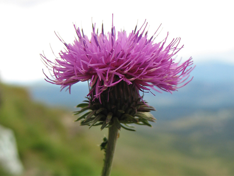 Image of Carduus kerneri specimen.