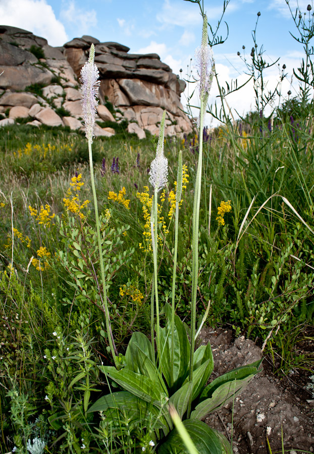 Изображение особи Plantago urvillei.