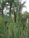 Typha latifolia. Верхушки побегов с соплодиями и листья. Саратовская обл., окрестности г. Энгельса, заболоченный берег старичного озера. 17 августа 2011 г.