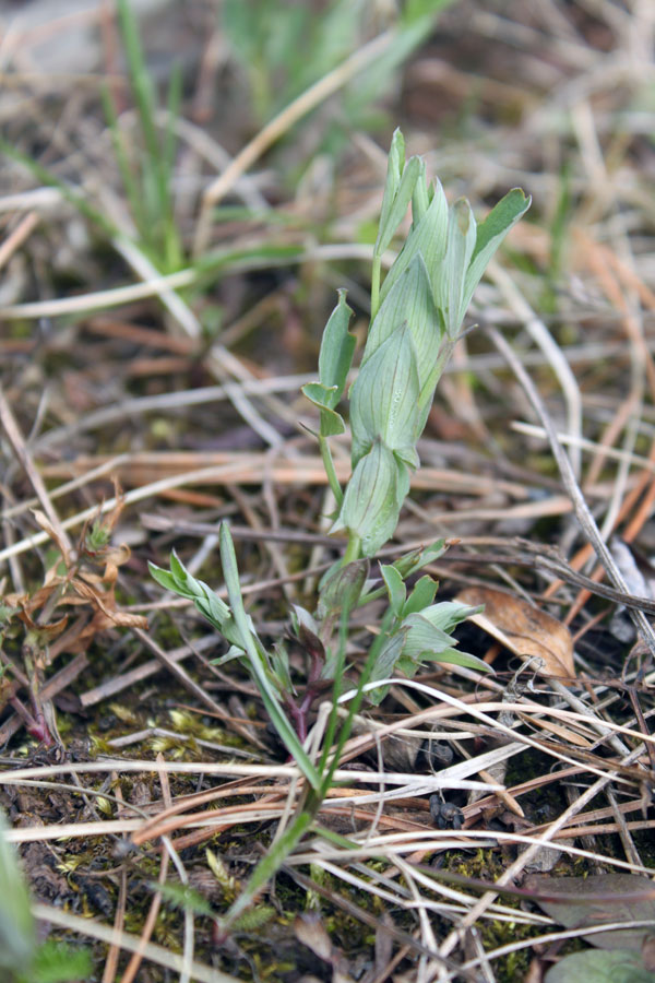 Image of Lathyrus pratensis specimen.