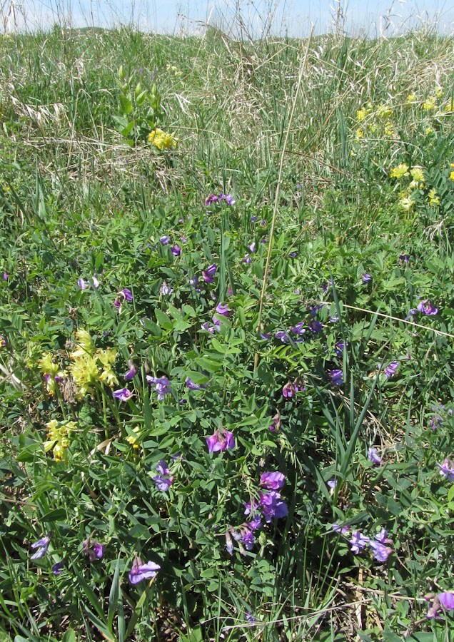 Image of Lathyrus humilis specimen.