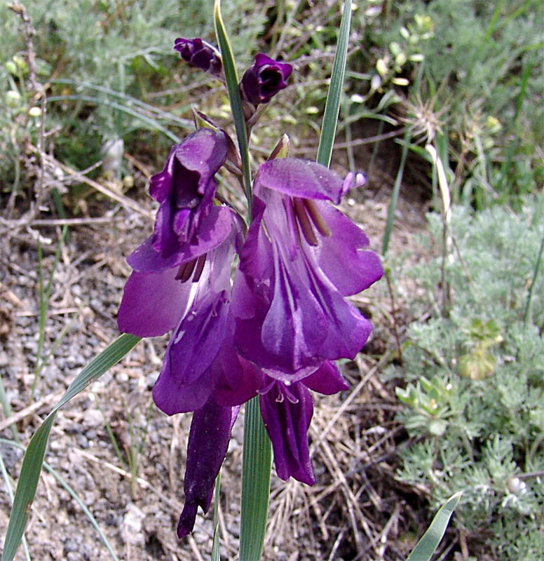 Изображение особи Gladiolus atroviolaceus.