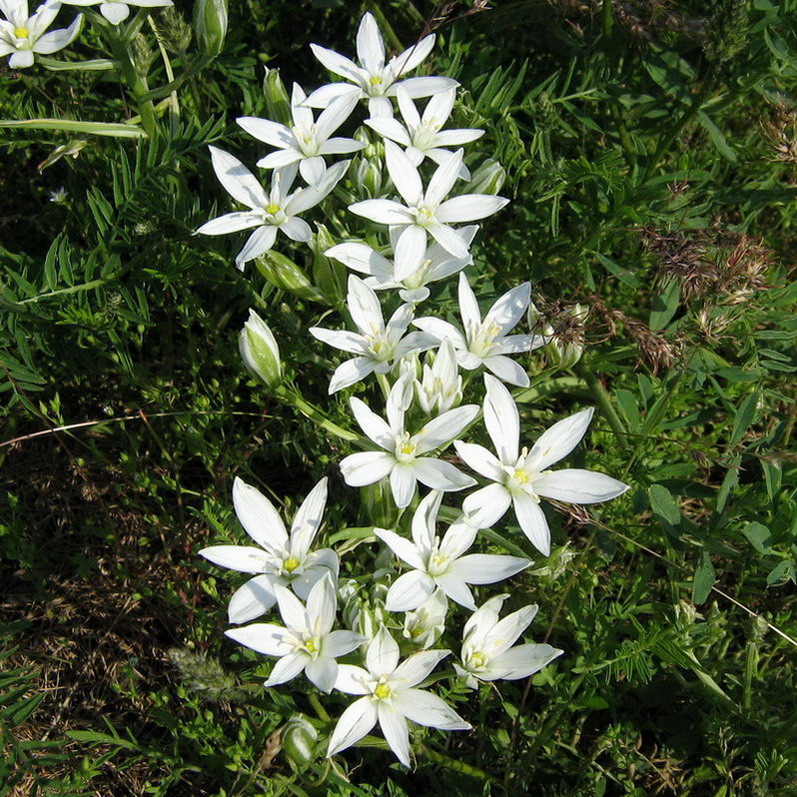 Image of genus Ornithogalum specimen.