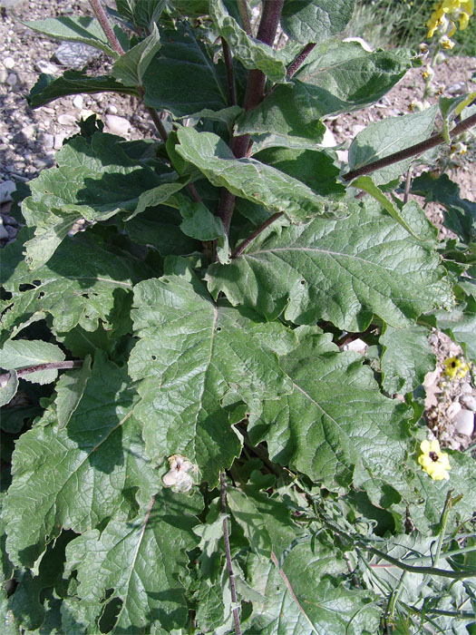 Изображение особи Verbascum formosum.