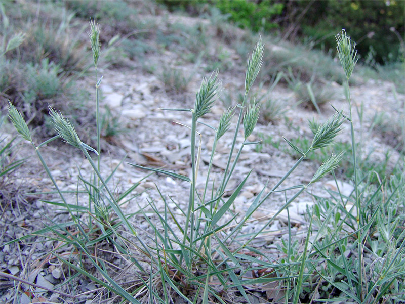 Изображение особи Agropyron pinifolium.