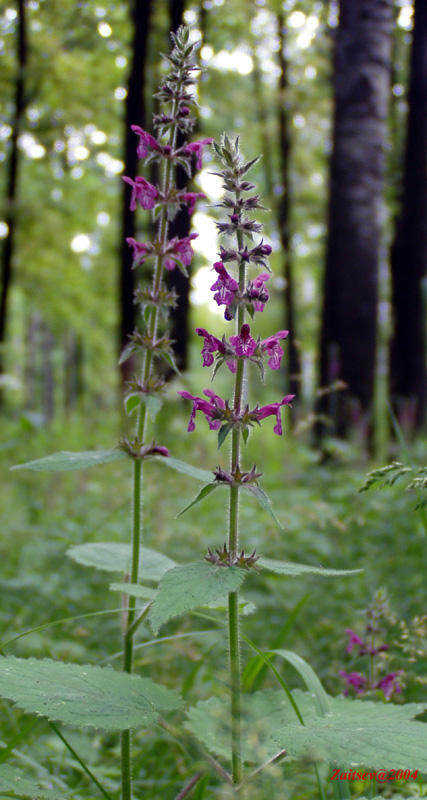 Image of Stachys sylvatica specimen.