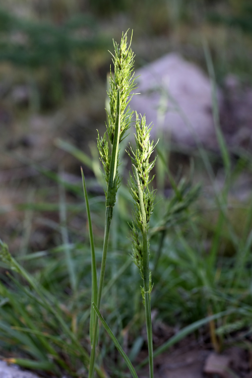 Изображение особи Poa bulbosa ssp. vivipara.