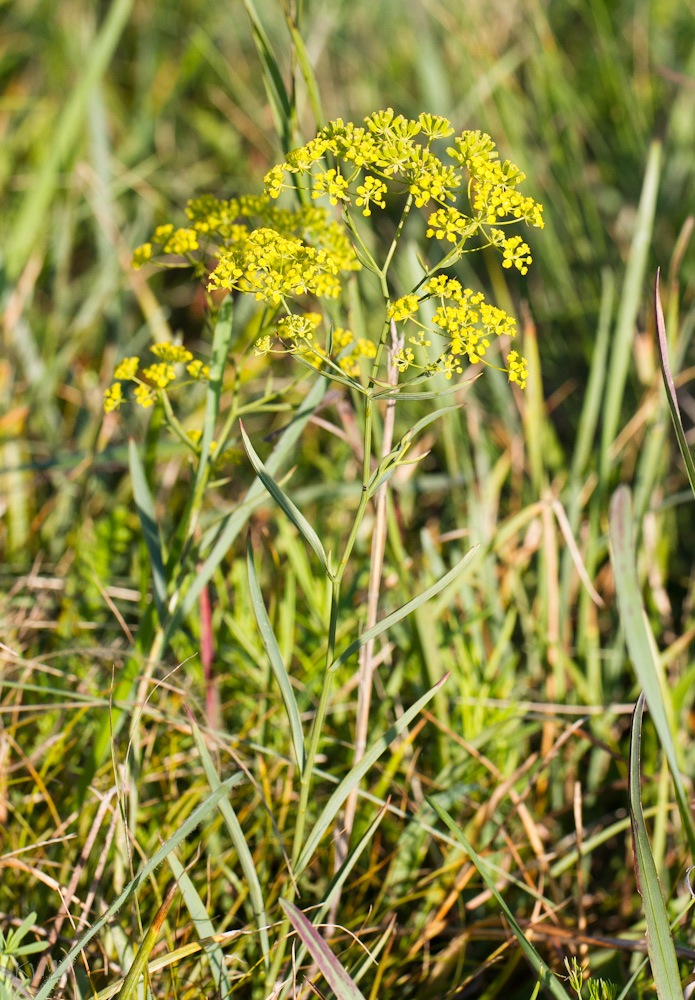 Image of genus Bupleurum specimen.