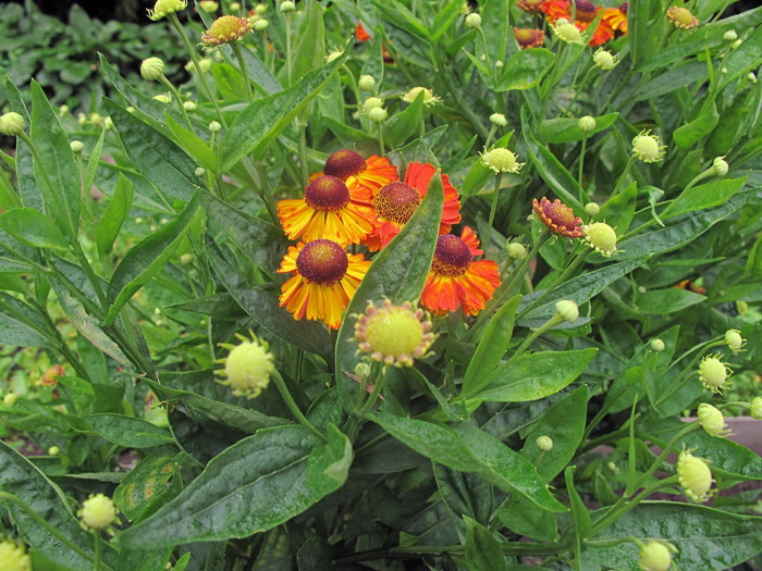 Изображение особи Helenium autumnale.