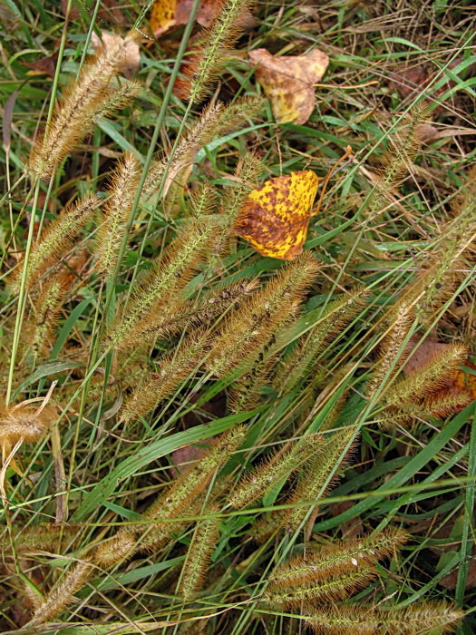 Image of Setaria pumila specimen.