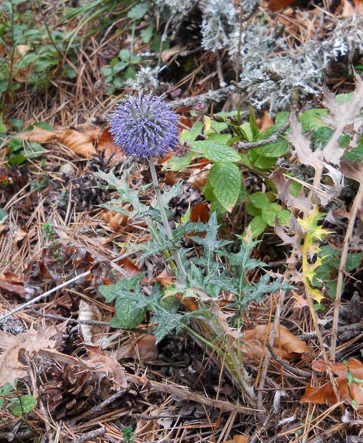 Изображение особи Echinops ritro.