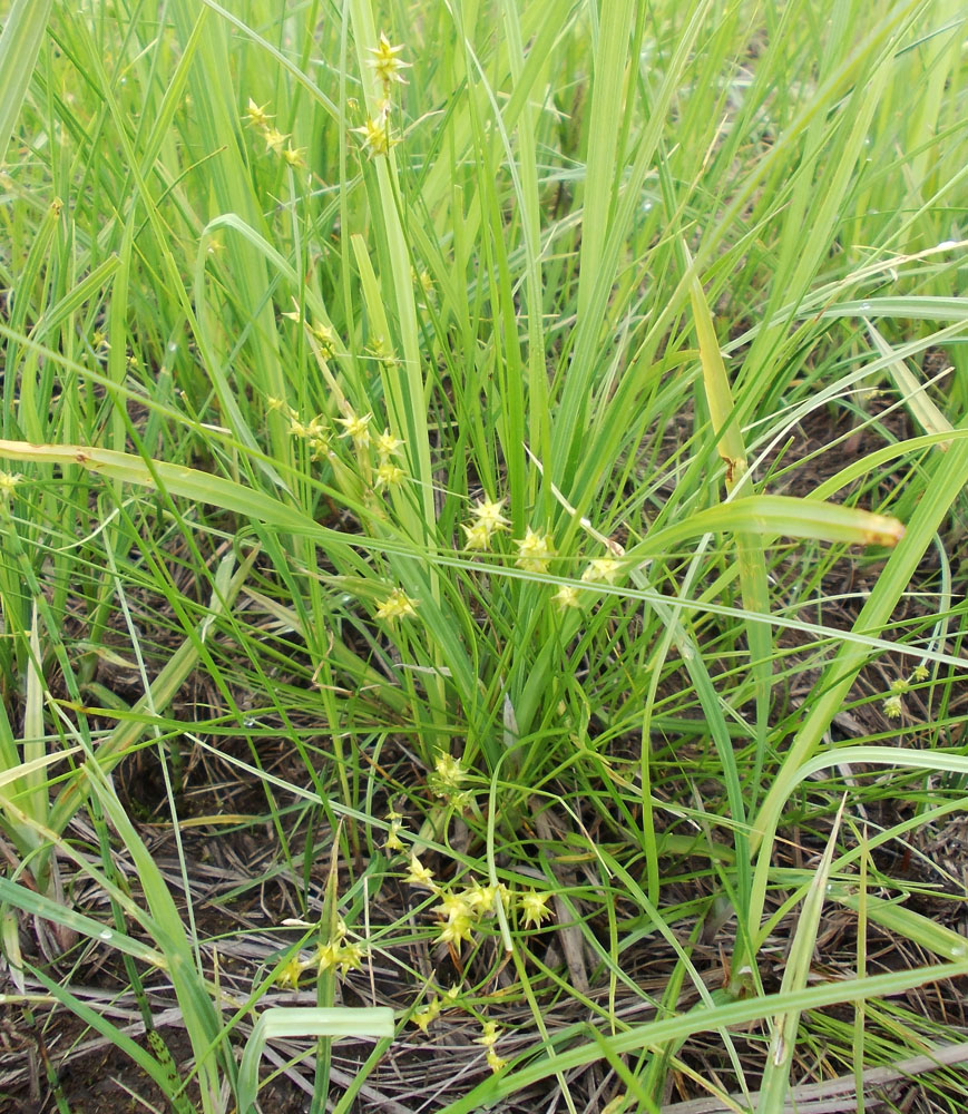 Image of Carex angustior specimen.