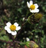 Смотреть изображение Bidens pilosa