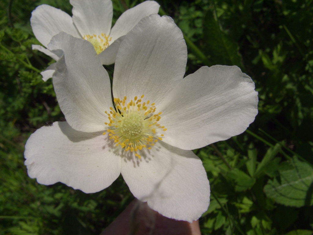 Image of Anemone sylvestris specimen.