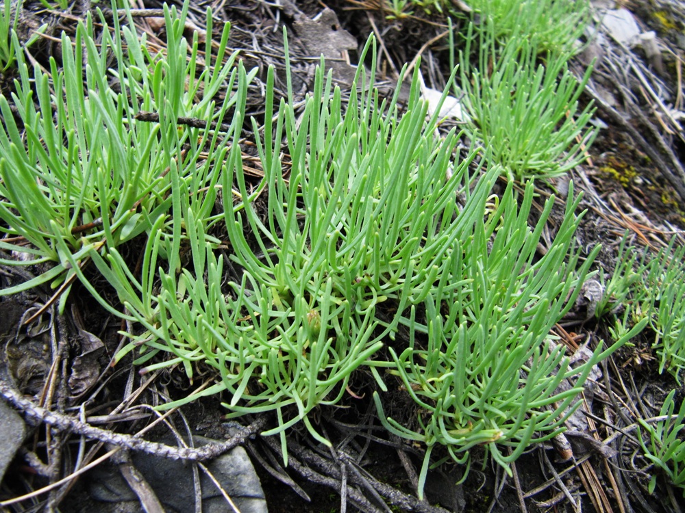 Image of Gypsophila sambukii specimen.