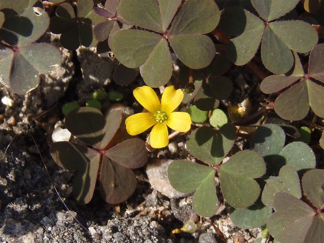 Изображение особи Oxalis corniculata.