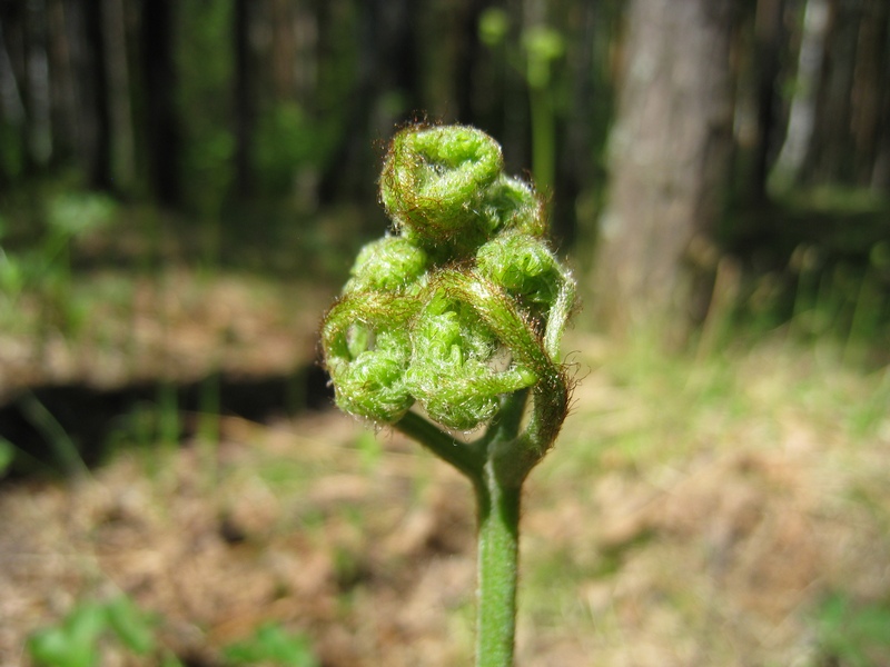 Изображение особи Pteridium pinetorum ssp. sibiricum.