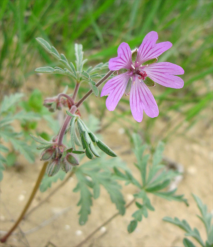 Изображение особи Geranium tuberosum.