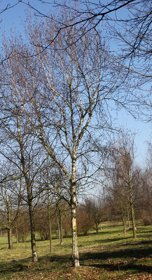 Image of genus Betula specimen.