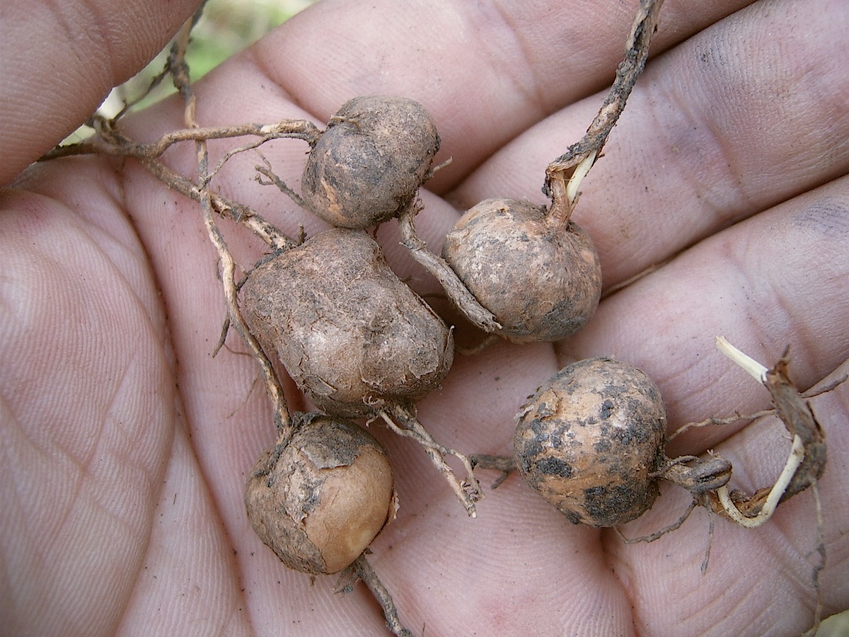 Изображение особи Phlomoides tuberosa.