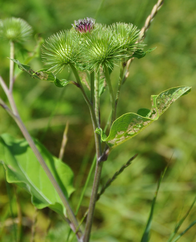 Изображение особи Arctium lappa.