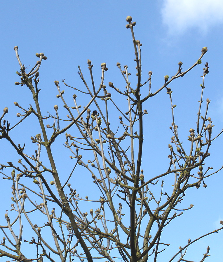 Изображение особи Fraxinus ornus.